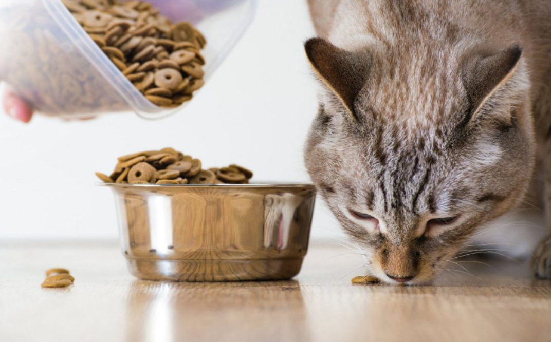 Кошачий корм